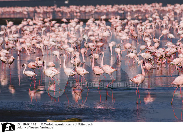 Kolonie Zwergflamingos / colonyof lesser flamingos / JR-01118